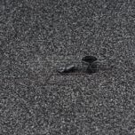 Raychem 202A111-25-0